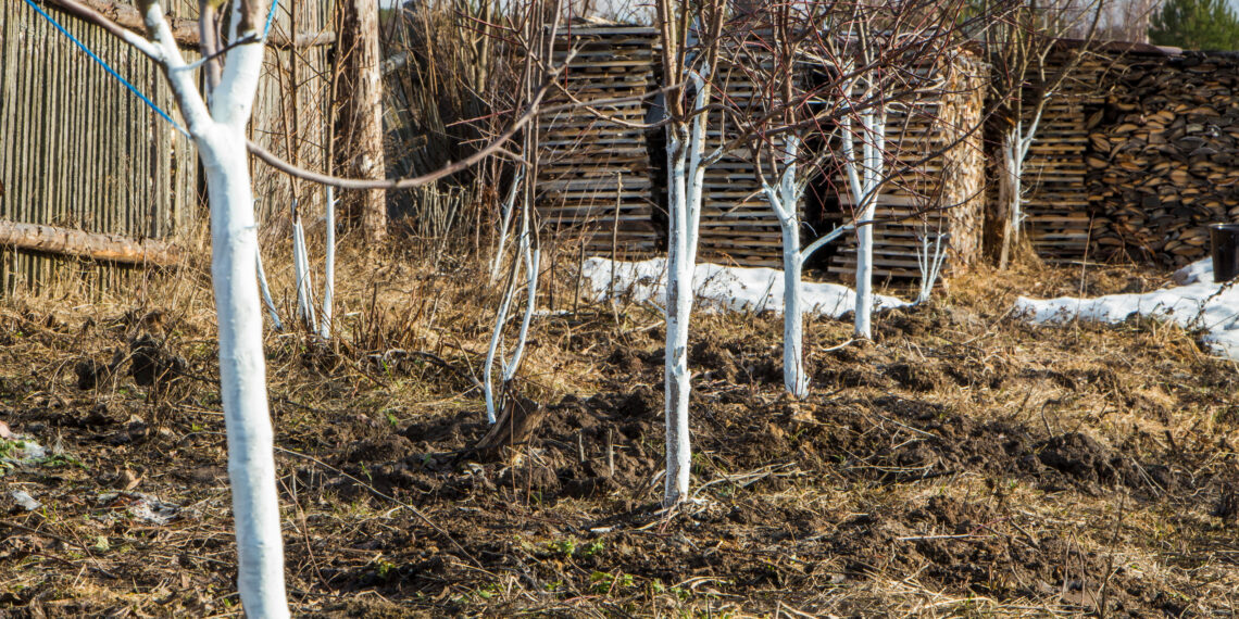 Sniegą po vaismedžiais barstyk ne dėl grožio: sodininkai atskleidė stulbinančią naudą