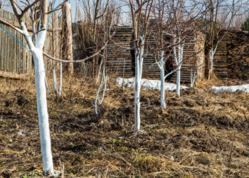 Sniegą po vaismedžiais barstyk ne dėl grožio: sodininkai atskleidė stulbinančią naudą