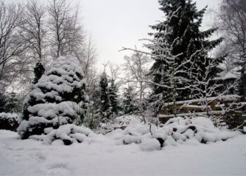 Sniegas sode – tikra auksinė gysla: ką BŪTINAI padaryk dabar, kol dar laikosi balta danga