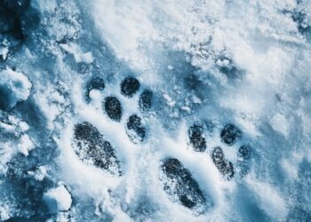 Sniege matai tik dvi katės pėdas? Štai stulbinanti paslaptis, kurios tau niekas nesakė