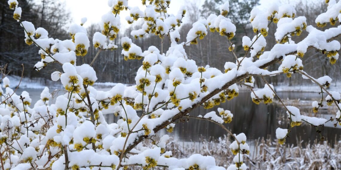 Snieguose žydintis stebuklingas krūmas: sodink dabar ir žiemą kaimynai netylės iš nuostabos