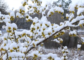 Snieguose žydintis stebuklingas krūmas: sodink dabar ir žiemą kaimynai netylės iš nuostabos
