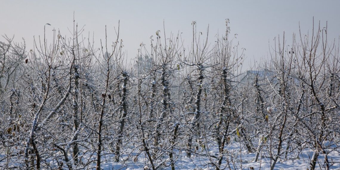 Sodas žlunga vos prasidėjus pavasariui? Sodo specialistė atskleidė stulbinančią šalčių žalą