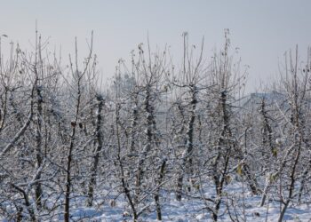 Sodas žlunga vos prasidėjus pavasariui? Sodo specialistė atskleidė stulbinančią šalčių žalą