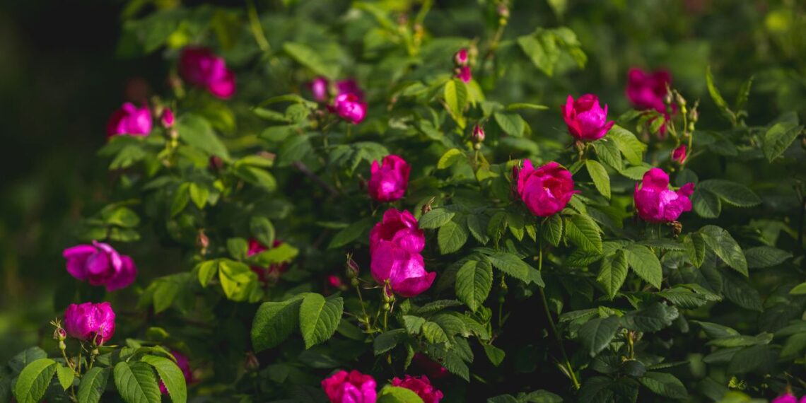 Sode stebuklas: beveik nesunaikinamas krūmas, atlaiko dulkes ir šalnas, kerinčiai kvepia
