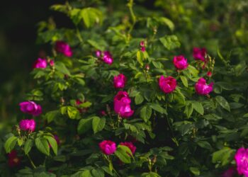 Sode stebuklas: beveik nesunaikinamas krūmas, atlaiko dulkes ir šalnas, kerinčiai kvepia