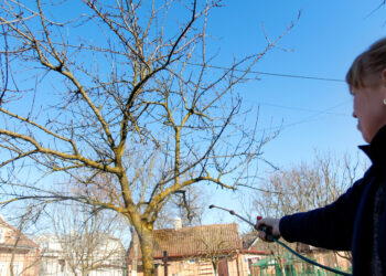 Sodininkai daro lemtingą klaidą purškiant vaismedžius – sužinok, kas iš tiesų apsaugo nuo ligų