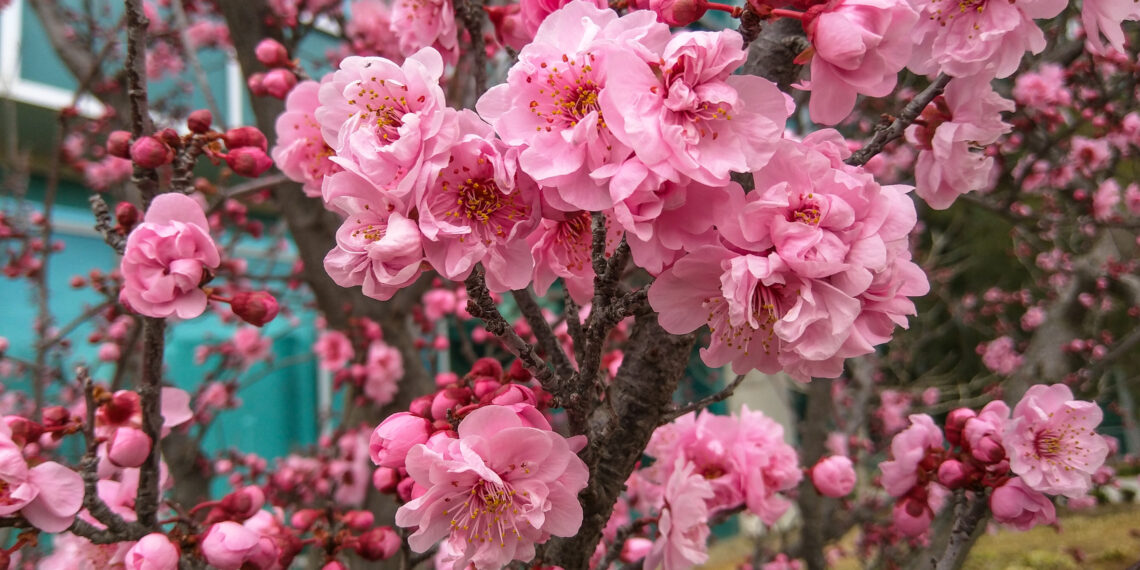 Sodininkai nustėro: šios japoniško sodo gėlės ne tik kerinčios, bet ir slepia gilias prasmes