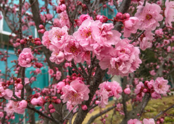 Sodininkai nustėro: šios japoniško sodo gėlės ne tik kerinčios, bet ir slepia gilias prasmes