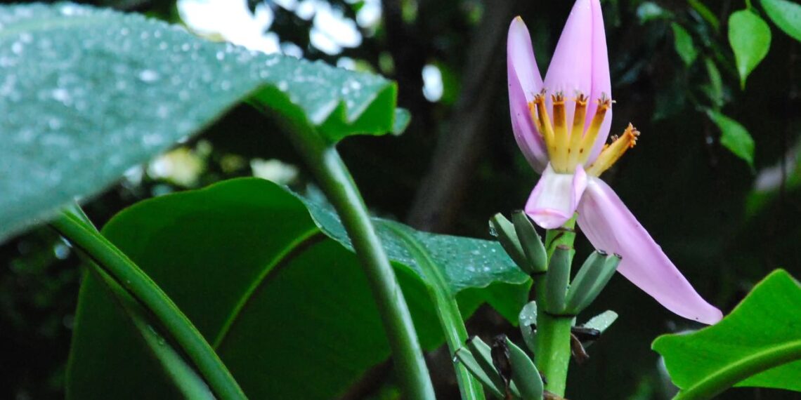 Sodininkai pamišę dėl šios egzotinės daržo žvaigždės: saugo dirvą, tręšia ir vilioja bites