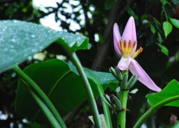 Sodininkai pamišę dėl šios egzotinės daržo žvaigždės: saugo dirvą, tręšia ir vilioja bites