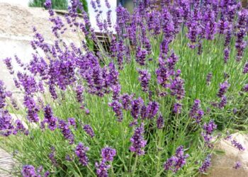 Sodininkai slepia šį triuką: 5 augalai prie levandų, kurie pavers tavo daržą pasaka