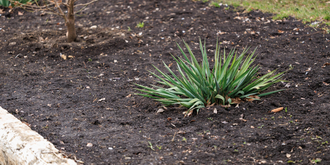 Sodininkų auksas: pabarstyk šią natūralią medžiagą lysvėse ir veja sužaliuos kaip reklaminiame lankstinuke