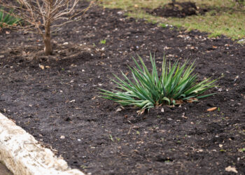 Sodininkų auksas: pabarstyk šią natūralią medžiagą lysvėse ir veja sužaliuos kaip reklaminiame lankstinuke