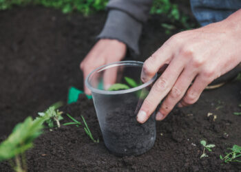 Sodininkų aukso gysla: šios „juodosios trąšos“ užkemša azotu, fosforu ir kaliu – derlius pakils į aukštumas