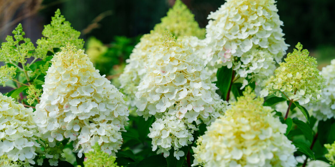 Sodininkų klaida nr. 1: šalia hortenzijų pasodina šiuos augalus ir sugadina visą gėlyną