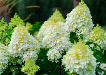 Sodininkų klaida nr. 1: šalia hortenzijų pasodina šiuos augalus ir sugadina visą gėlyną