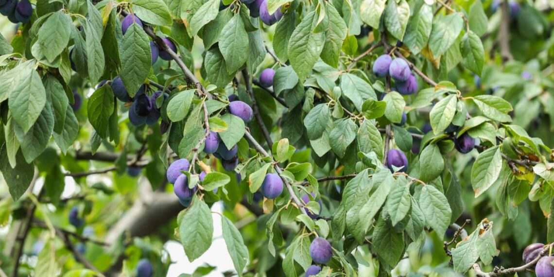 Sodininkų klaida: šių medžių ir krūmų NIEKADA nesodinkite greta – sustabdys vienas kito augimą