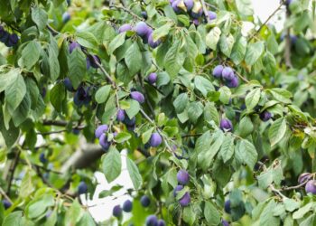 Sodininkų klaida: šių medžių ir krūmų NIEKADA nesodinkite greta – sustabdys vienas kito augimą