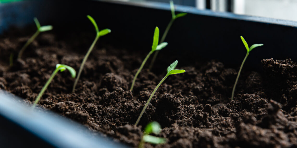 Sodininkų triukas atskleistas: nuostabių agurkų, pomidorų ir paprikų daigų paslaptis – klaida, kurią daro visi