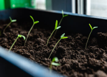 Sodininkų triukas atskleistas: nuostabių agurkų, pomidorų ir paprikų daigų paslaptis – klaida, kurią daro visi