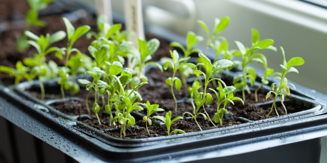 Sodininkų triukas: kaip žiemą paruošti sėklas, kad pavasarį sudygtų beveik 100 %?