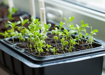 Sodininkų triukas: kaip žiemą paruošti sėklas, kad pavasarį sudygtų beveik 100 %?