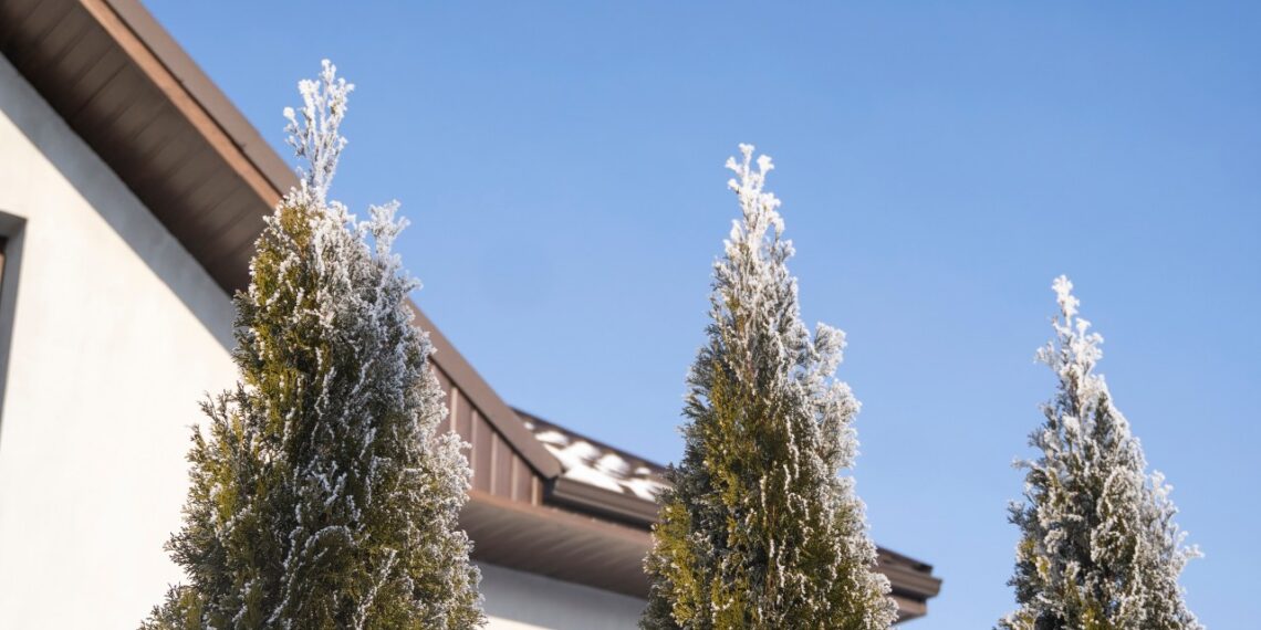 Sodininkus šokiruojanti tiesa: kokį žiemišką speigą išgyvena tujos ir kokios klaidos jas pražudo