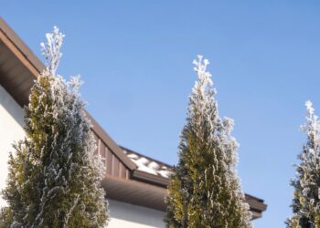 Sodininkus šokiruojanti tiesa: kokį žiemišką speigą išgyvena tujos ir kokios klaidos jas pražudo