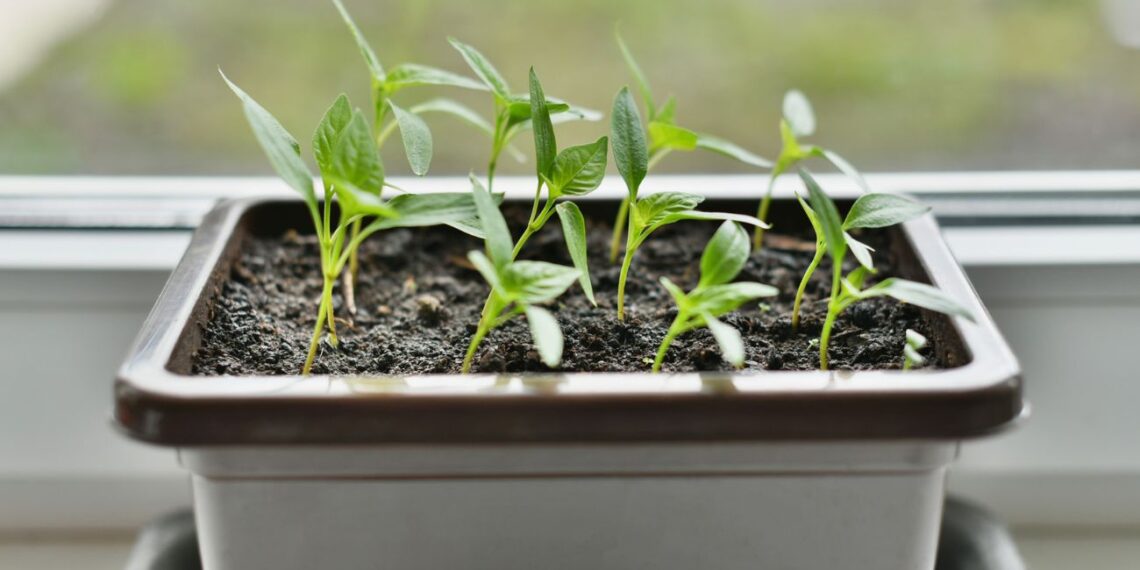 Sodink paprikas dabar: agronomai išrinko netikėtas veisles rekordiniam derliui lauke ir šiltnamyje