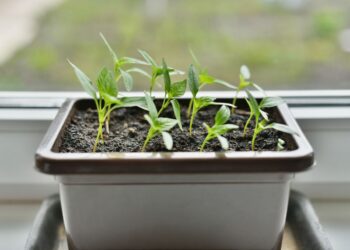 Sodink paprikas dabar: agronomai išrinko netikėtas veisles rekordiniam derliui lauke ir šiltnamyje