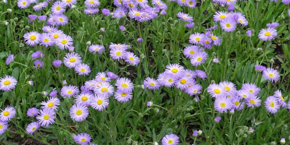 Sodink šias daugiametes gėles dabar: vienas kartas ir spalvingi žiedai džiugins daugelį metų