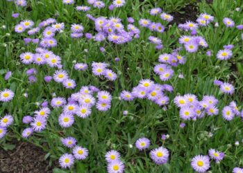 Sodink šias daugiametes gėles dabar: vienas kartas ir spalvingi žiedai džiugins daugelį metų