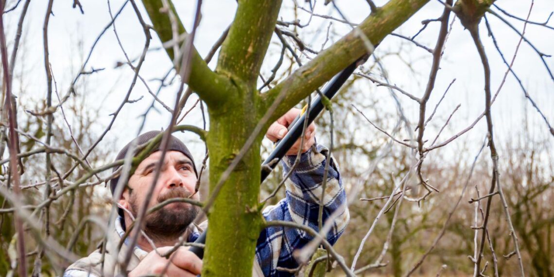 Sodinkai nustėro: šiuos vaismedžius ir krūmus prikirpk sausį – pavasarį nepažinsi sodo