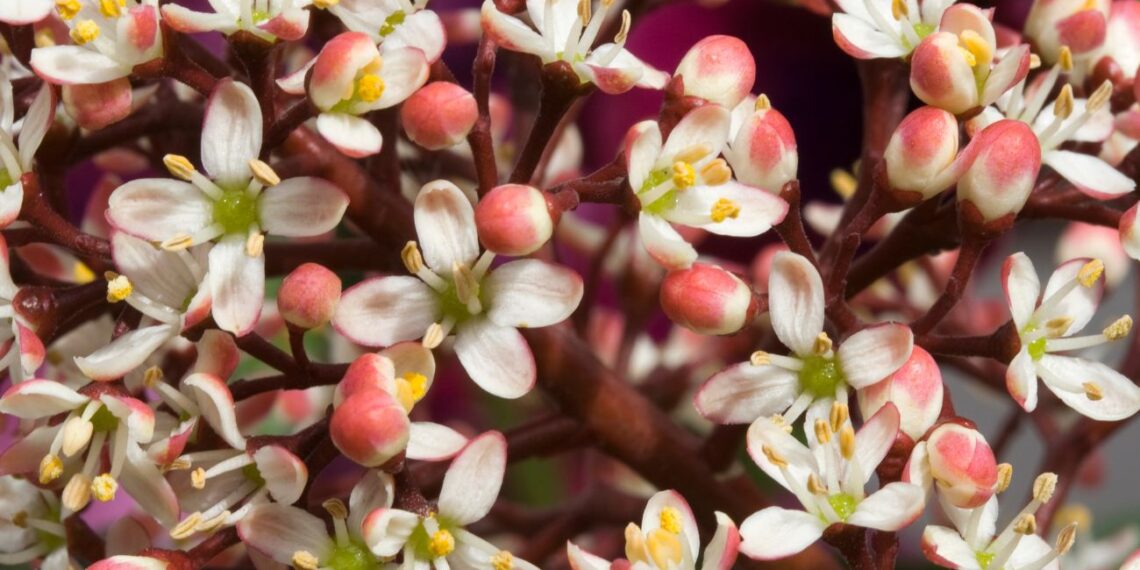 Sodinkite sode žiemos pabaigoje: visada žalia, nuolat žydi ir stebina vaisiais visus metus