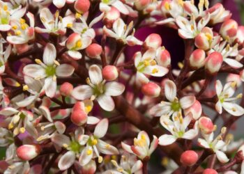 Sodinkite sode žiemos pabaigoje: visada žalia, nuolat žydi ir stebina vaisiais visus metus