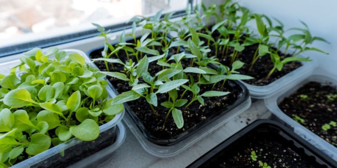 Sodinukų apsauga be chemijos: ši natūrali gudrybė sustabdys kenkėjus ir ligas akimirksniu