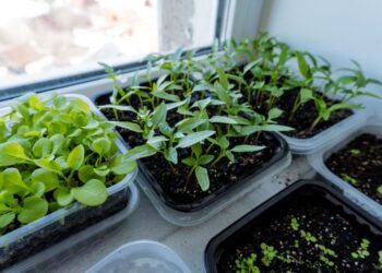 Sodinukų apsauga be chemijos: ši natūrali gudrybė sustabdys kenkėjus ir ligas akimirksniu