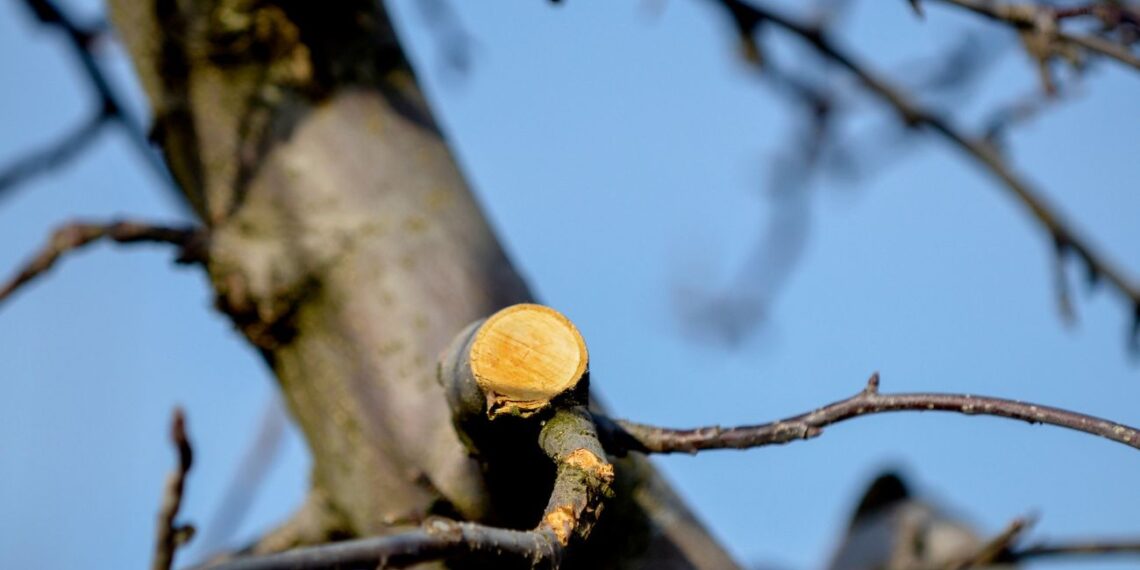 Sodo ekspertai atskleidžia: kaip žiemą genėti obelis, kad derlius kitąmet nustebintų?