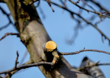 Sodo ekspertai atskleidžia: kaip žiemą genėti obelis, kad derlius kitąmet nustebintų?