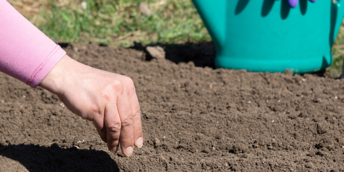 Juodasis auksas sode: viena klaida su šia trąša kainuoja derlių, dirva prašo jos dar daugiau