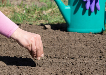 Juodasis auksas sode: viena klaida su šia trąša kainuoja derlių, dirva prašo jos dar daugiau
