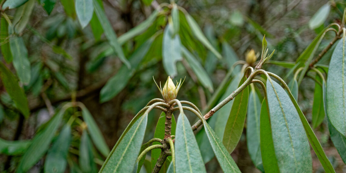 Sodo katastrofa: kaip išgelbėti hortenzijas ir rododendrus nuo sniego bei žudančio šalčio?
