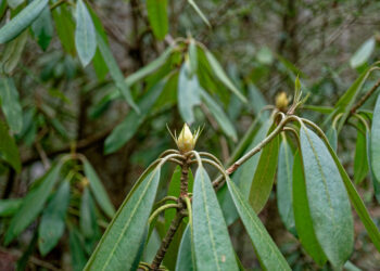Sodo katastrofa: kaip išgelbėti hortenzijas ir rododendrus nuo sniego bei žudančio šalčio?