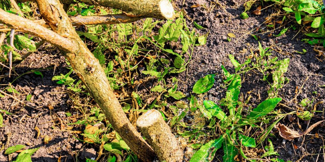 Sodo košmaras: seno krūmo niekaip neatsikratote? Išbandykite šiuos greitus šaknies naikinimo būdus