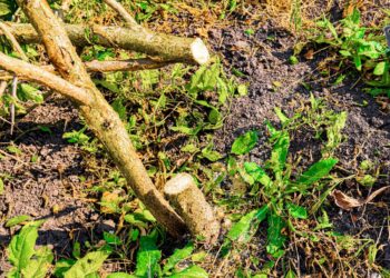 Sodo košmaras: seno krūmo niekaip neatsikratote? Išbandykite šiuos greitus šaknies naikinimo būdus