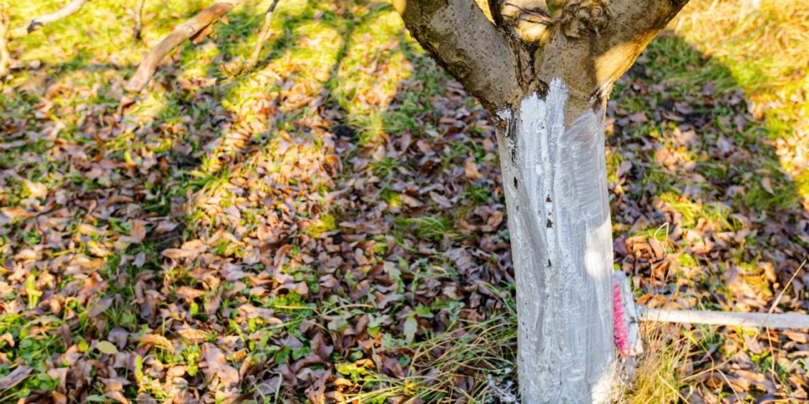 Sodo meistrų paslaptis: kaip žiemą paruošti vaismedžius, kad nei baisiausi šalčiai jų nesunaikintų