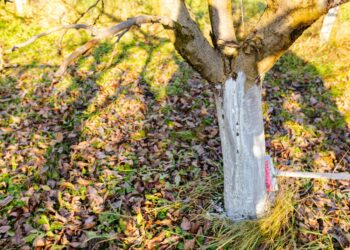 Sodo meistrų paslaptis: kaip žiemą paruošti vaismedžius, kad nei baisiausi šalčiai jų nesunaikintų