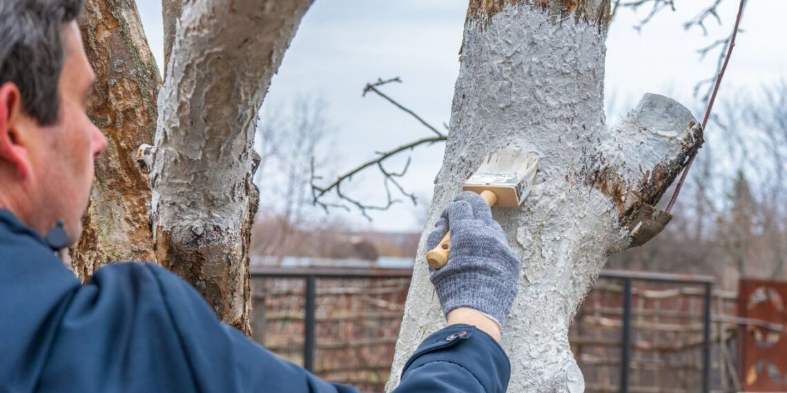 Sodo stebuklas iš jūros gelmių: algų kalkės, kurios atgaivina dirvą ir apsaugo vaismedžius