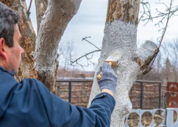 Sodo stebuklas iš jūros gelmių: algų kalkės, kurios atgaivina dirvą ir apsaugo vaismedžius